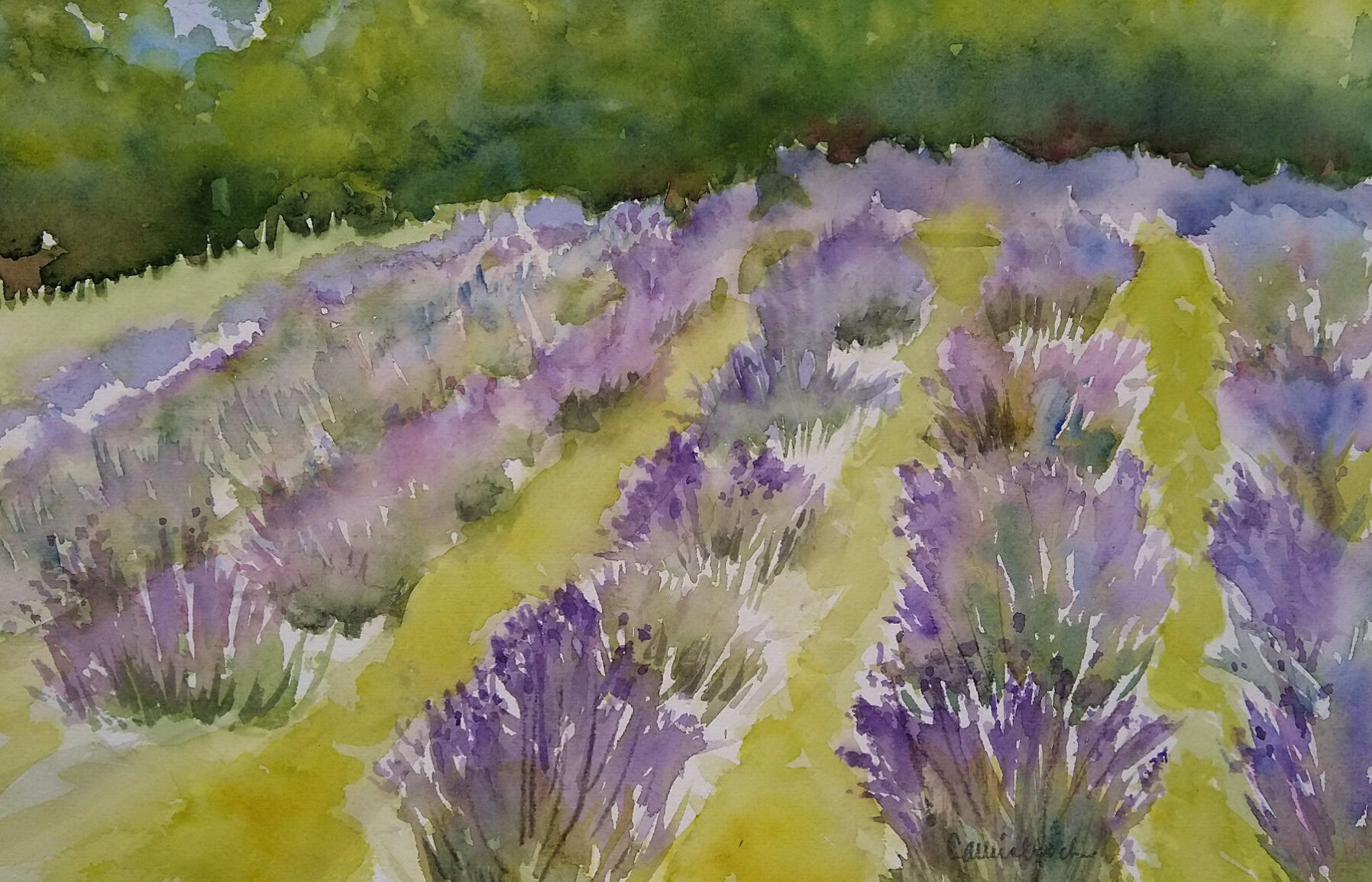 Cheryl Wisbrock Lavender Farm watercolor.jpg